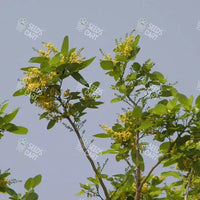 Pterocarpus santalinus Seeds (Red Sanders)