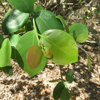Pterocarpus santalinus Seeds (Red Sanders)