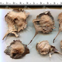 Pterocarpus santalinus Seeds (Red Sanders)