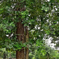 Pterocarpus santalinus Seeds (Red Sanders)