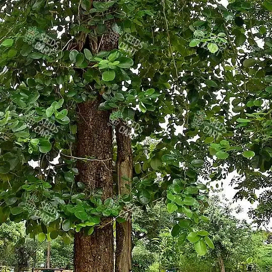 Pterocarpus santalinus Seeds (Red Sanders)