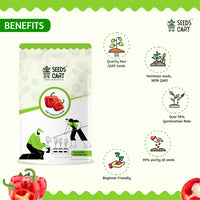 Red Capsicum Seeds — seeds close-up | High germination rate | SeedsCart