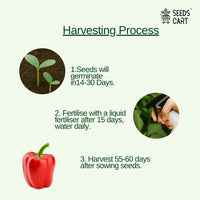 Red Capsicum Seeds — harvest ready plant | Grow at home India | SeedsCart