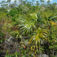 Sabal palmetto Seeds (Cabbage palm)