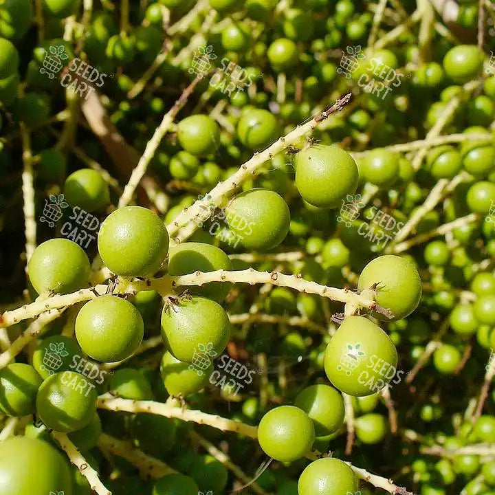 Sabal palmetto Seeds (Cabbage palm)