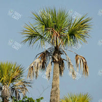 Sabal palmetto Seeds (Cabbage palm)