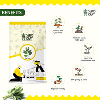 Sage Seeds — mature plant in pot | Kitchen garden seeds | SeedsCart