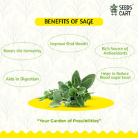 Sage Seeds — seeds close-up | High germination rate | SeedsCart