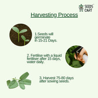 Sage Seeds — growing seedlings | ISF certified seeds | SeedsCart