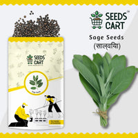 Sage Seeds — harvest ready plant | Grow at home India | SeedsCart