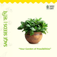 Sage Seeds — plant growing in garden | Non-GMO vegetable seeds | SeedsCart