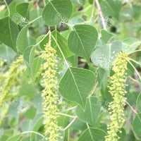 Sapium sebiferum Seeds (The chinese tallo-tree)