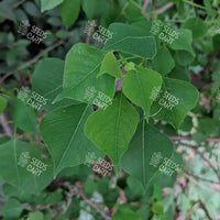 Sapium sebiferum Seeds (The chinese tallo-tree)