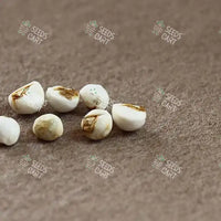 Sapium sebiferum Seeds (The chinese tallo-tree)