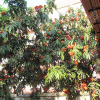 Ashoka Tree (Saraca asoca)