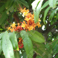 Ashoka Tree (Saraca asoca)
