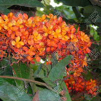 Ashoka Tree (Saraca asoca)