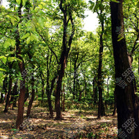 Shorea robusta Seeds (SAL)