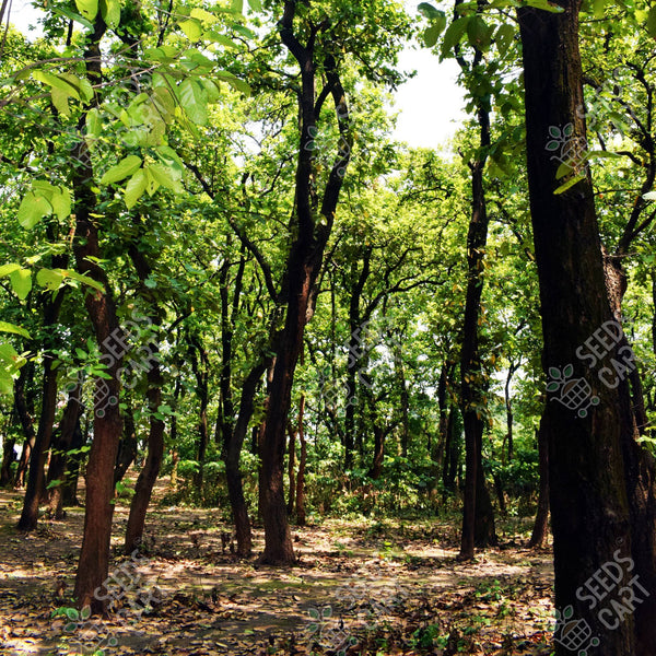 Shorea robusta Seeds (SAL)