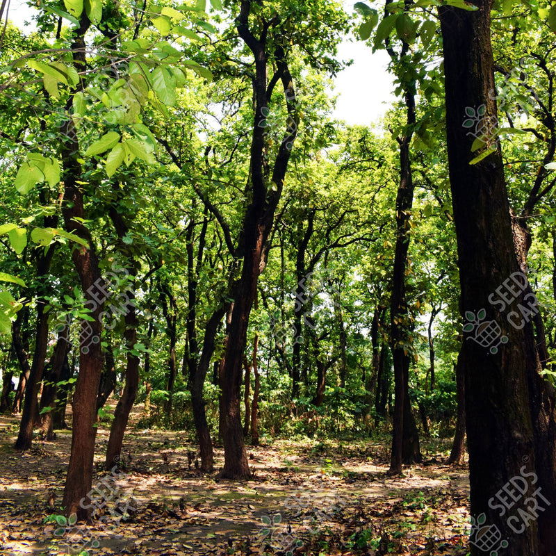 Shorea robusta Seeds (SAL)