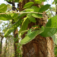 Shorea robusta Seeds (SAL)