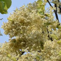 Shorea robusta Seeds (SAL)