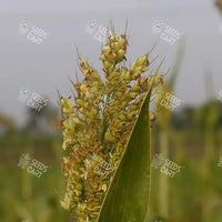 Sorghum Sudan Seeds (Chicken Corn)