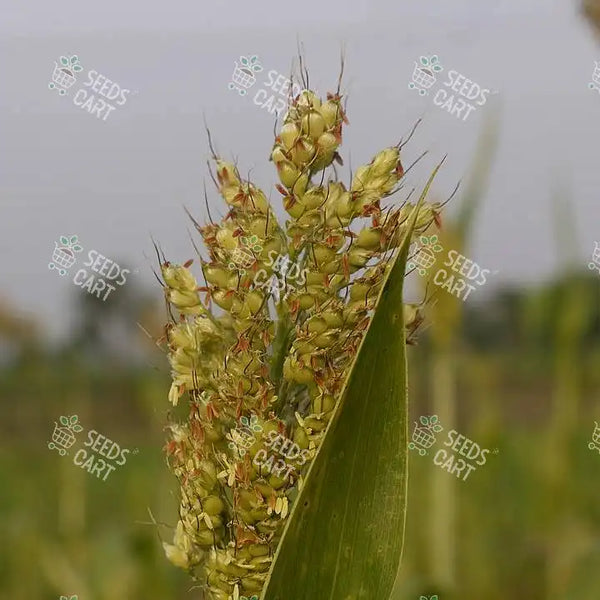 Sorghum Sudan Seeds (Chicken Corn)