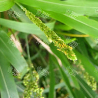 Sorghum Sudan Seeds (Chicken Corn)