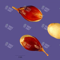 Sorghum Sudan Seeds (Chicken Corn)