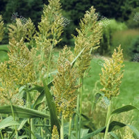 Sorghum Sudan Seeds (Chicken Corn)
