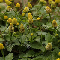 Spilanthes acmella Seeds (Toothache plant)