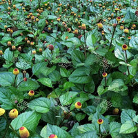 Spilanthes acmella Seeds (Toothache plant)