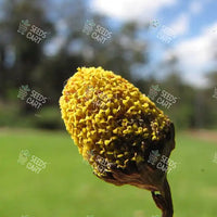 Spilanthes acmella Seeds (Toothache plant)