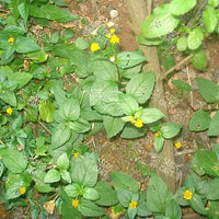 Spilanthes acmella Seeds (Toothache plant)