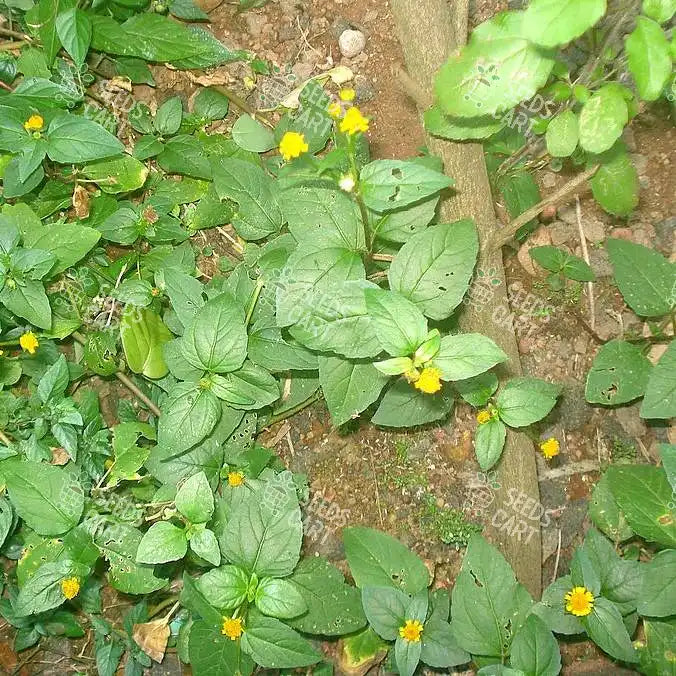 Spilanthes acmella Seeds (Toothache plant)