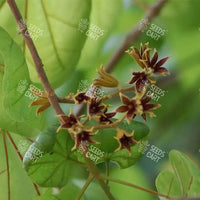 Sterculia Alata Seeds (Cannonball Tree)
