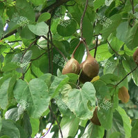 Sterculia Alata Seeds (Cannonball Tree)