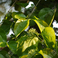 Strychnos nux-vomica