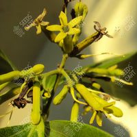 Strychnos nux-vomica