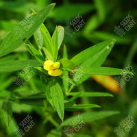 Stylosanthes hamata