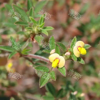 Stylosanthes scabra Seeds (Shrubby stylo (Australia))