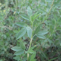 Stylosanthes scabra Seeds (Shrubby stylo (Australia))