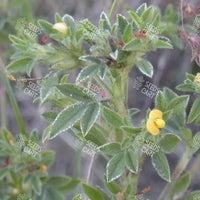 Stylosanthes scabra Seeds (Shrubby stylo (Australia))