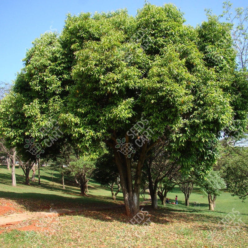 Syzygium cumini