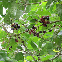 Syzygium cumini
