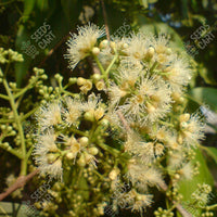 Syzygium cumini