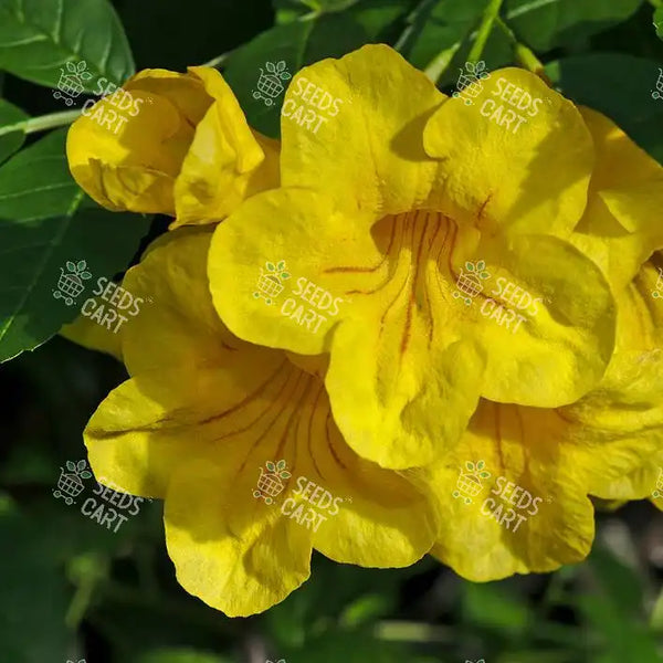 Tecoma stans Seeds (Yellow Trumpetbush)