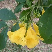 Tecoma stans Seeds (Yellow Trumpetbush)