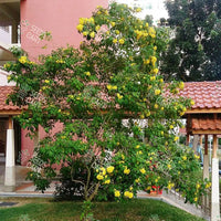 Tecoma stans Seeds (Yellow Trumpetbush)